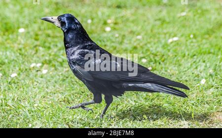 The Rook, Corvus frugilegus, in a back garden in April, Spring Time. A large member of the crow family it is easily identified by its white beak Stock Photo