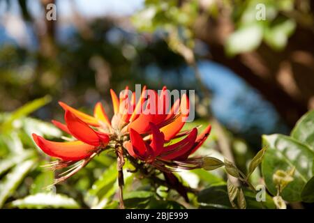 Exotic flower in Sydney Australia Stock Photo