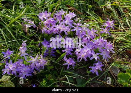 Flowers of a Lucile's Glory-of-the-snow, Chionodoxa luciliae or Gewöhnliche Sternhyazinthe Stock Photo
