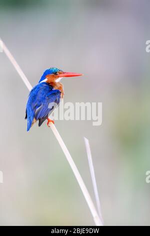 African Pygmy Kingfisher (Ispidinae picta) perched among reeds in Kenya, Africa Stock Photo