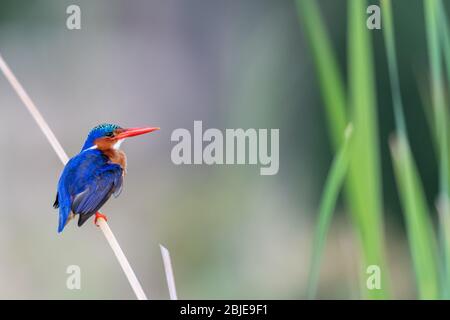 African Pygmy Kingfisher (Ispidinae picta) perched among reeds in Kenya, Africa Stock Photo