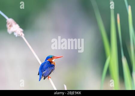 African Pygmy Kingfisher (Ispidinae picta) perched among reeds in Kenya, Africa Stock Photo