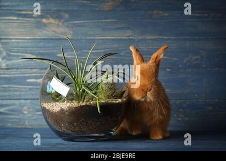 Cute fluffy rabbit and glass vase with succulents on wooden background Stock Photo