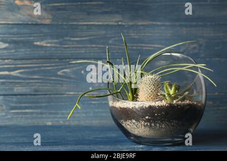 Glass bowl with succulents on colour wooden background Stock Photo