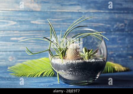 Glass pot with succulents on color wooden background Stock Photo