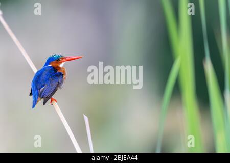 African Pygmy Kingfisher (Ispidinae picta) perched among reeds in Kenya, Africa Stock Photo