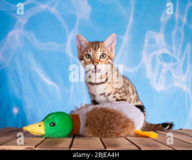 bengal kitten water blue background with wooden floor brown spotted tabby Stock Photo