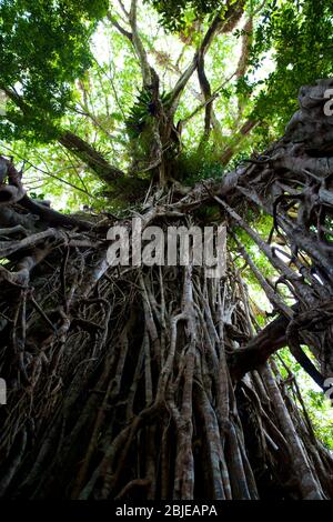 Cathedral fig tree close to Cairns in Queensland Australia Stock Photo