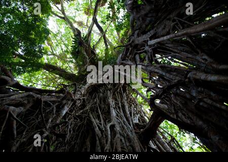 Cathedral fig tree close to Cairns in Queensland Australia Stock Photo