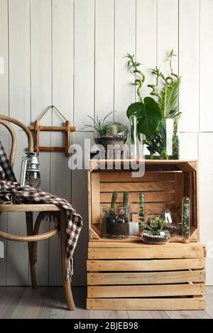 Decorative glass vases with succulent and cactus plants in interior Stock Photo