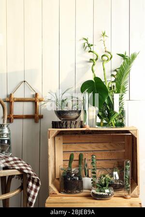 Decorative glass vases with succulent and cactus plants in interior Stock Photo