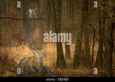 A beautiful and mysterious ground road through a brown forest Stock Photo