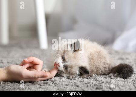 Cute little kitten playing with owner's hand on carpet Stock Photo