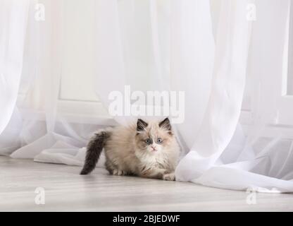 Cute little kitten playing with curtain at home Stock Photo