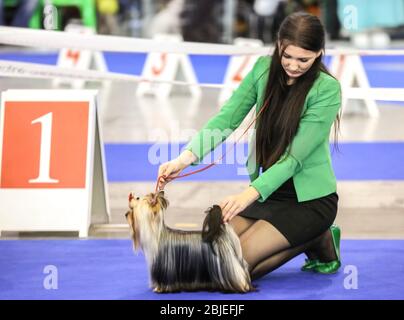 Cute funny dog with owner at show Stock Photo