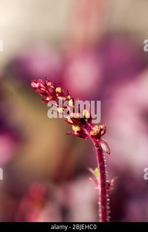 Heuchera plant buds closeup in spring Stock Photo