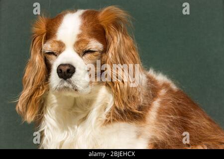 An elderly blenheim Cavalier King Charles Spaniel with his eyes closed. United Kingdom Stock Photo