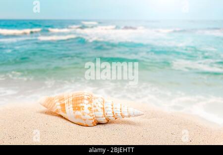 Shell on sand, summer water background, coast of beach with white sand, tropical seascape, blurred background Stock Photo