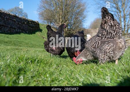 Free range hens pecking for food amongst grass in a field. North Yorkshire, UK. Stock Photo