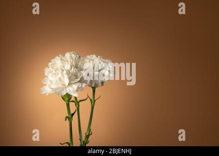 Three white carnation flowers isolated on light taupe background Stock Photo