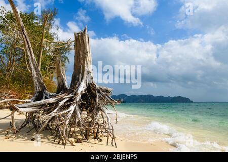 View of Ko Poda island in Krabi province, Thailand with old dry tree trunk snag and roots at white sand, tropical nature background Stock Photo