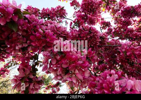 wide angle shot from under a profusion crab apple tree in full bloom. The scientific name for this violet-red flowering tree is malus moerlandsii Stock Photo