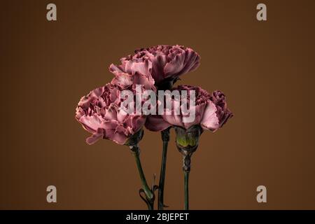 Close up of a three dark purple carnation flowers isolated on dark olive Stock Photo