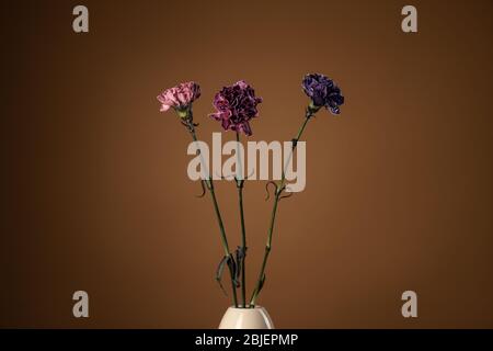 Dark purple, violet, peach pink carnations in vase isolated on brown background Stock Photo