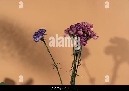 Three carnations - Dark purple, violet and peach pink isolated on light taupe background Stock Photo