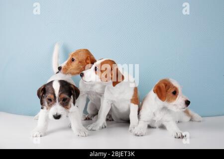 Cute funny dogs on color background Stock Photo - Alamy
