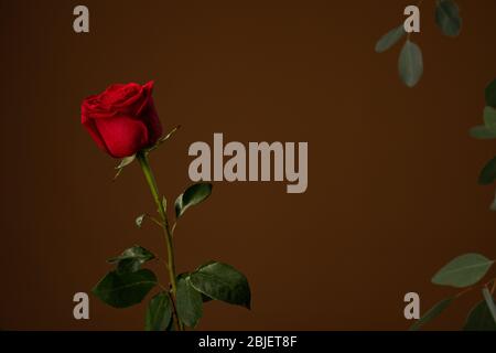 Beautiful red rose isolated on dark brown background with copyspace Stock Photo