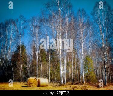 DE - BAVARIA: Hoffilze moorland scene near Bichl (HDR-Image) Stock Photo