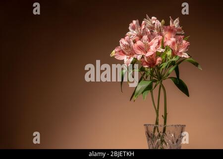 Little pink alstroemeria flowers in vase isolated on brown background Stock Photo