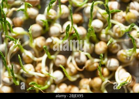 Young vegetable pea sprouts, microgreen. Organic micro sprouts grown in a plastic box Stock Photo