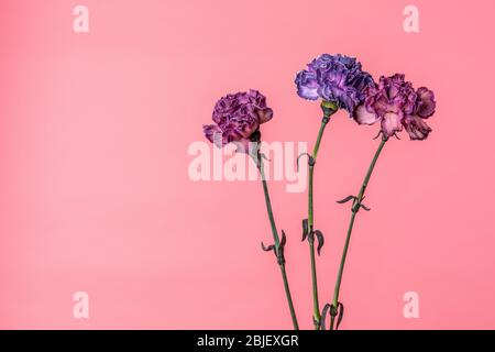 Three carnation flowers - violet and peach pink isolated on soft pink background Stock Photo