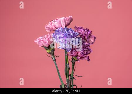 Group of fresh pink, violet, colorful carnation flowers isolated on fuchsia pink Stock Photo