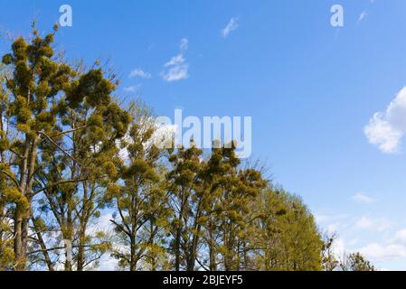 Green mistletoe on trees against the background of blue sky in spring. Mistletoe Tree, Viscum Stock Photo