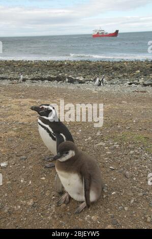 Penguin colony on the Magdalene Island Stock Photo