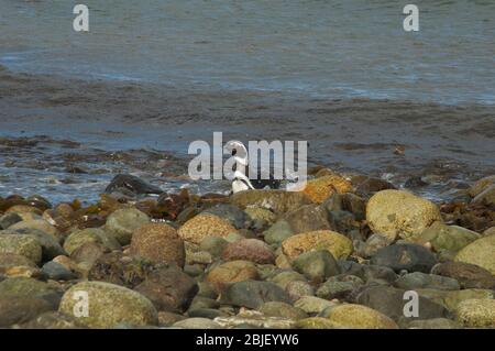 Penguin colony on the Magdalene Island Stock Photo