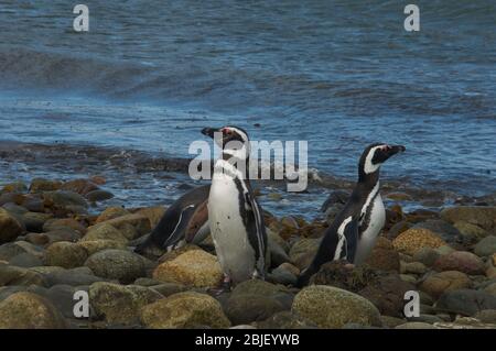Penguin colony on the Magdalene Island Stock Photo