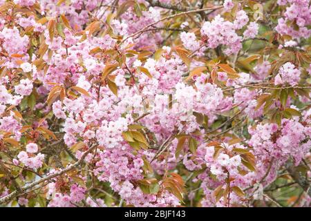 Pink cherry blossom Stock Photo