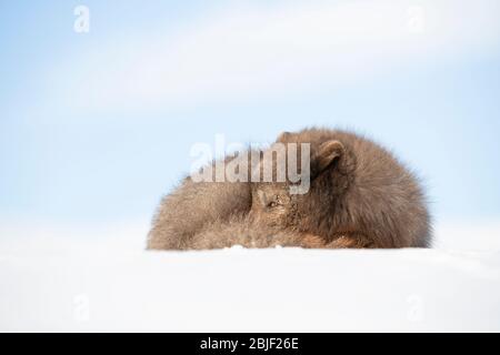 Arctic fox (Vulpes lagopus) resting in the snow Stock Photo
