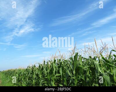 Corn field against blue sky and white clouds. Young corn stalks with cobs, green plants, agricultural industry in summer Stock Photo