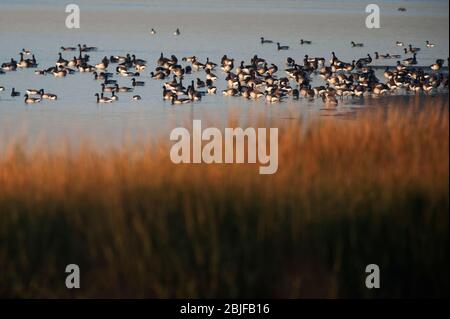 Flock of brant geese resting and swimming in an autumn salt marsh Stock Photo