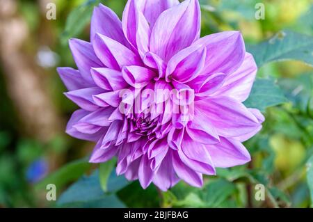 Closeup of large pink magenta chrysanthemum flower in the garden. Stock Photo