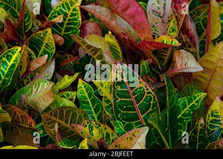 Croton leaves Stock Photo