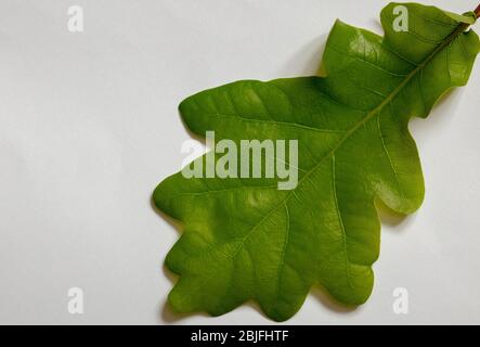 Oak leaf seen from above in spring. Stock Photo