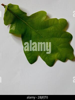 Oak leaf seen from above in spring. Stock Photo