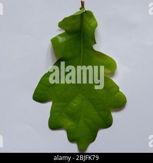 Oak leaf seen from above in spring. Stock Photo
