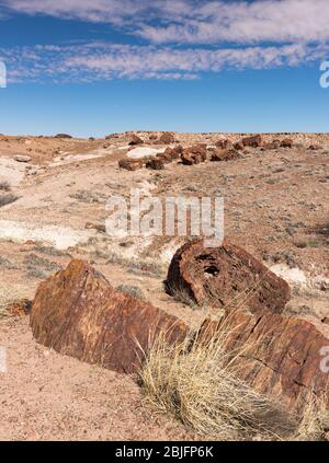 Petrified Forest National Park has the largest concentration of petrified wood in the world.  This area is known as the Rainbow Forest. Stock Photo